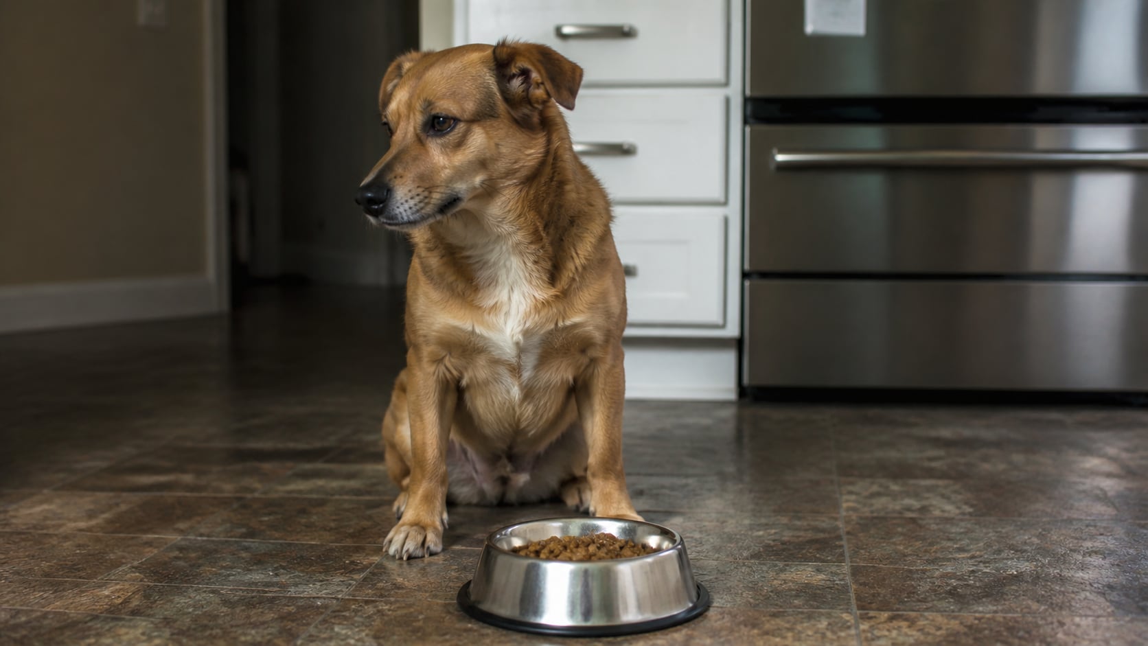 Hund frisst nicht: Ursachen & was wirklich hilft