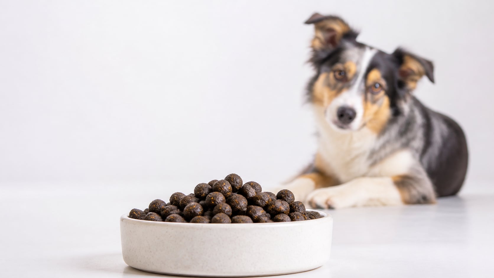 Insektenprotein im Hundefutter: Nährwerte, Allergiepotenzial & Test